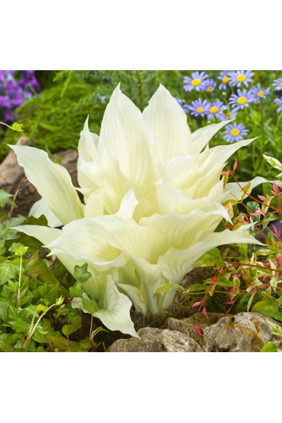 Hosta White Feather